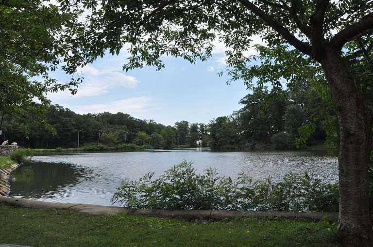 A peaceful lake surrounded by trees and greenery, with a clear sky above and a large tree framing the right side of the image. Grass and shrubs grow along the waters edge.
